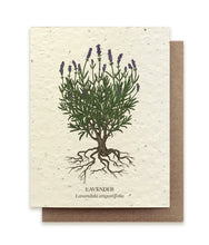 Load image into Gallery viewer, A greeting card made of seed paper shows an illustration of a lavender plant: blooms, stems and root. Its name appears below in both English and Latin, Lavandula angustifolia.
