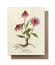 Load image into Gallery viewer, A greeting card made of seed paper shows an illustration of dark pink Echinaea, the blooms, plant and roots, and its name in both English and Latin: Echinacea purpurea.
